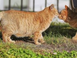 Hooked-Tailed Cats Abound in Nagasaki, Bringers of Good Luck Hooked-Tailed Cats Abound in Nagasaki, Bringers of Good Luck