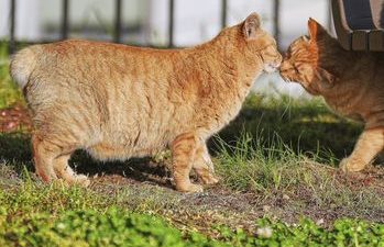 Hooked-Tailed Cats Abound in Nagasaki, Bringers of Good Luck