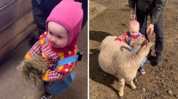 Video: Toddlers’ Adorable Encounter with Sheep Captivates Hearts