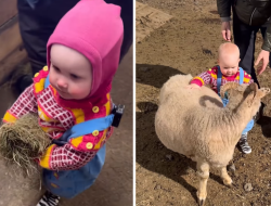 Video: Toddlers’ Adorable Encounter with Sheep Captivates Hearts
