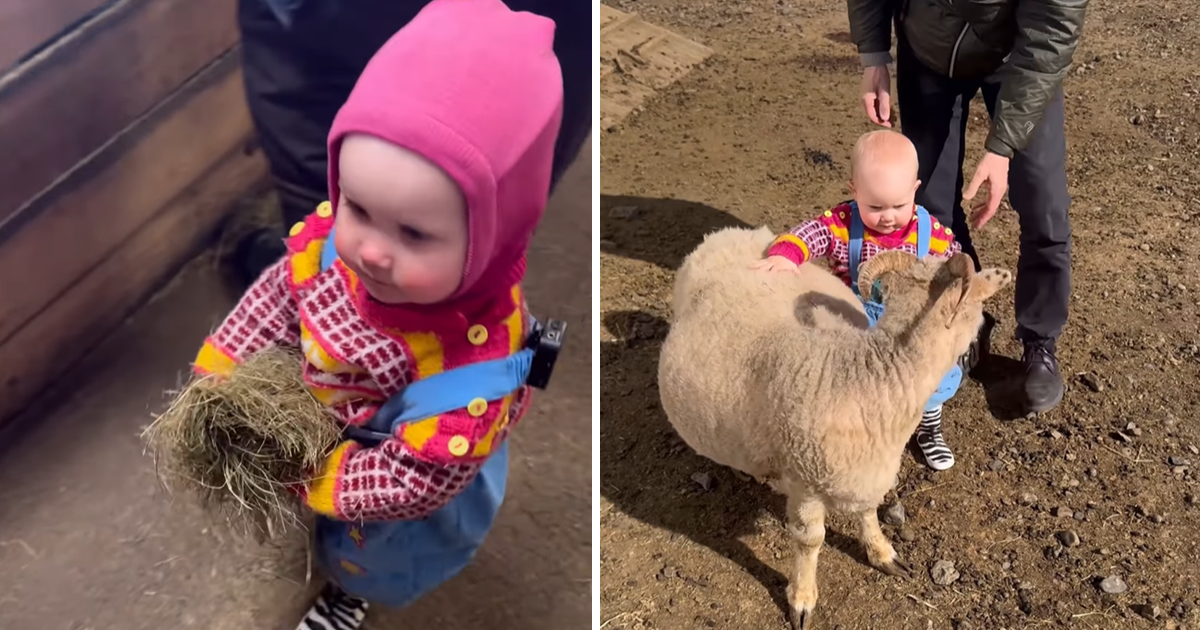 Video: Toddlers’ Adorable Encounter with Sheep Captivates Hearts