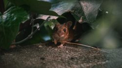 Banish Mouse Urine Stench for Good: Proven Tips & Tricks