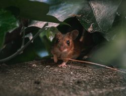 Banish Mouse Urine Stench for Good: Proven Tips & Tricks Banish Mouse Urine Stench for Good: Proven Tips & Tricks