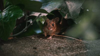 Banish Mouse Urine Stench for Good: Proven Tips & Tricks