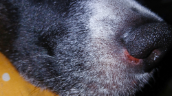 Red, Irritated Skin Under Your Dog’s Nose? A Vet Reveals the Likely Cause