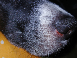 Red, Irritated Skin Under Your Dog’s Nose? A Vet Reveals the Likely Cause
