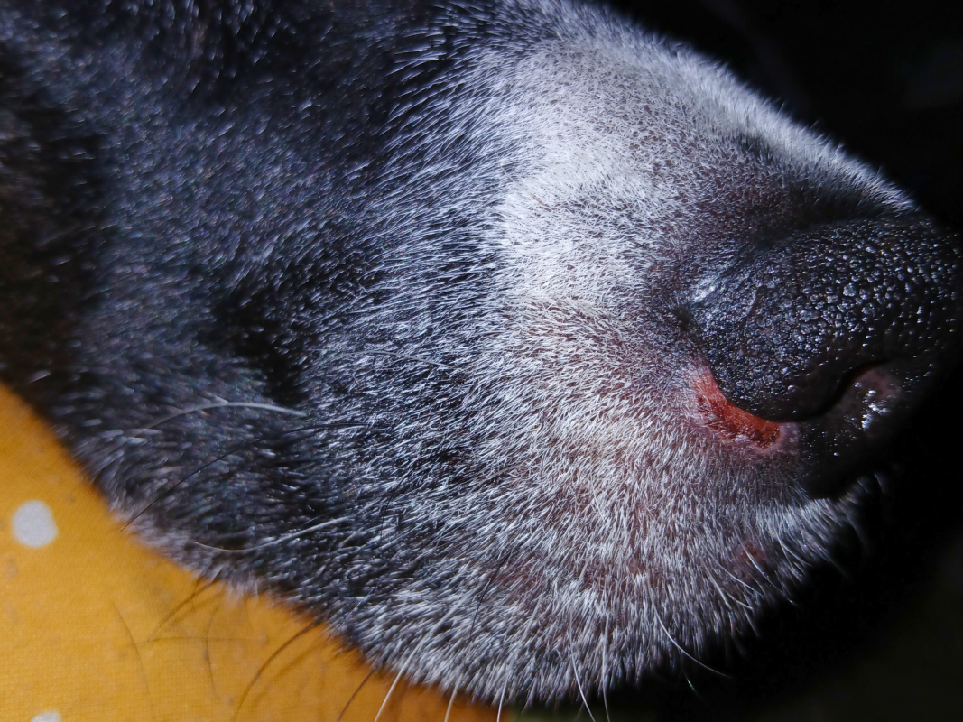 Red, Irritated Skin Under Your Dog’s Nose? A Vet Reveals the Likely Cause