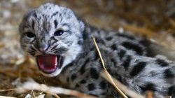 Snow Leopard Cub Debuts at Animal Sanctuary: A Rare Treat for Visitors