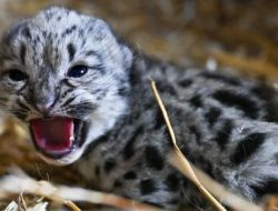 Snow Leopard Cub Debuts at Animal Sanctuary: A Rare Treat for Visitors Snow Leopard Cub Debuts at Animal Sanctuary: A Rare Treat for Visitors