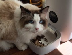 Mengenal Alasannya: Mengapa Kucing Memilih-Milih Makanan?