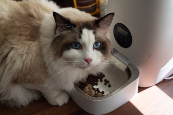 Mengenal Alasannya: Mengapa Kucing Memilih-Milih Makanan?