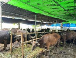 Mendekati Idul Adha, Sudin KPKP Jakarta Timur Periksa Kesehatan Hewan Kurban demi Daging yang Layak Konsumsi Mendekati Idul Adha, Sudin KPKP Jakarta Timur Periksa Kesehatan Hewan Kurban demi Daging yang Layak Konsumsi
