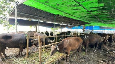 Mendekati Idul Adha, Sudin KPKP Jakarta Timur Periksa Kesehatan Hewan Kurban demi Daging yang Layak Konsumsi