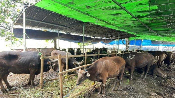 Mendekati Idul Adha, Sudin KPKP Jakarta Timur Periksa Kesehatan Hewan Kurban demi Daging yang Layak Konsumsi