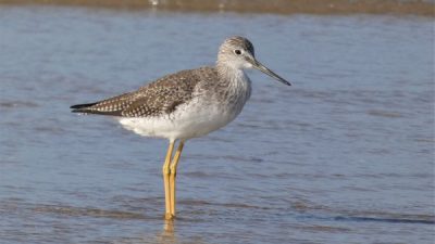 5 Burung Trinil Kaki-Panjang yang Menghiasi Pantai Indonesia