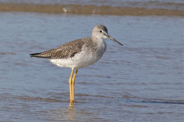 5 Burung Trinil Kaki-Panjang yang Menghiasi Pantai Indonesia