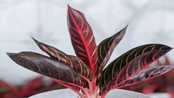 Kenapa Aglaonema Jadi Favorit? Inilah Keindahan dan Manfaat Tanaman Hias yang Satu Ini