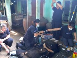 Black Bear Rescued: Captive Asian Species Relocated to Central Vietnam Rescue Center