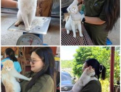 Pugal’s Departure: Philippines Debates the Beloved ‘Sherpa Cat’ Controversy