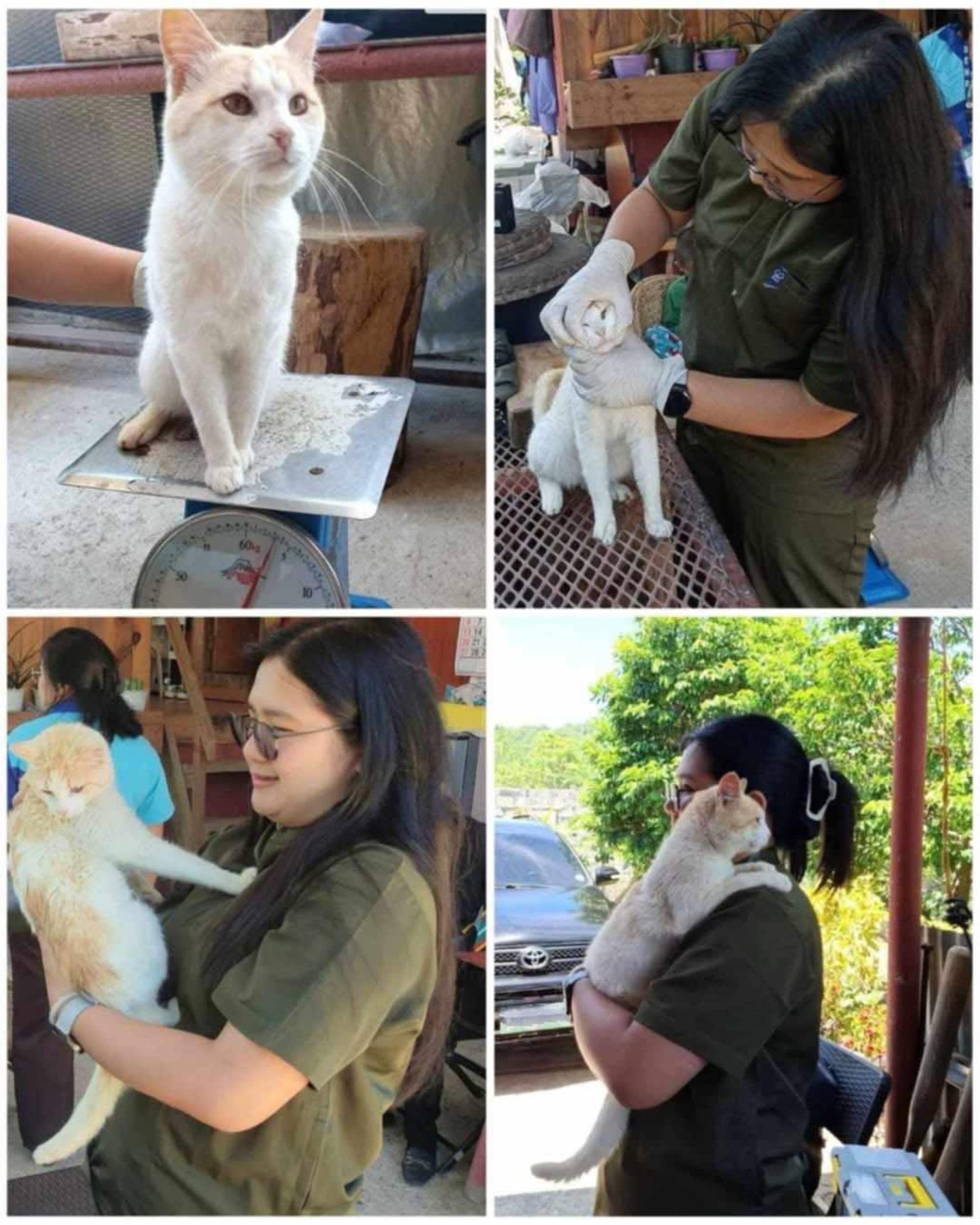 Pugal’s Departure: Philippines Debates the Beloved ‘Sherpa Cat’ Controversy