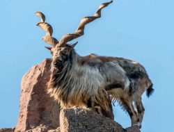 Save Pakistan’s National Treasure: Celebrating World Markhor Day