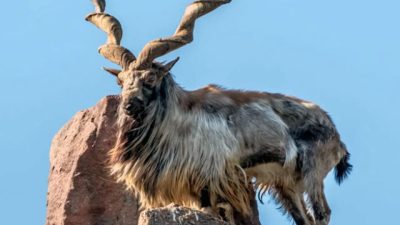 Save Pakistan’s National Treasure: Celebrating World Markhor Day