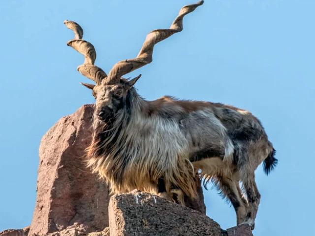 Save Pakistan’s National Treasure: Celebrating World Markhor Day