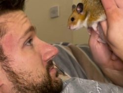 Hamster Hijinks: How My Pet Led Me to Love Hamster Hijinks: How My Pet Led Me to Love