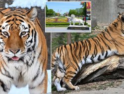 Devastated residents left reeling after beloved tiger is euthanized at zoo