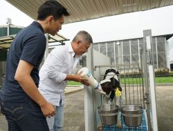 Datang ke KIN Dairy Farm: Gading Marten Memberikan Nama pada Si Sapi Gemuk