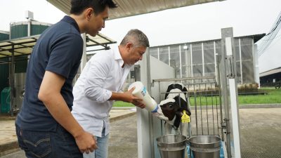 Datang ke KIN Dairy Farm: Gading Marten Memberikan Nama pada Si Sapi Gemuk