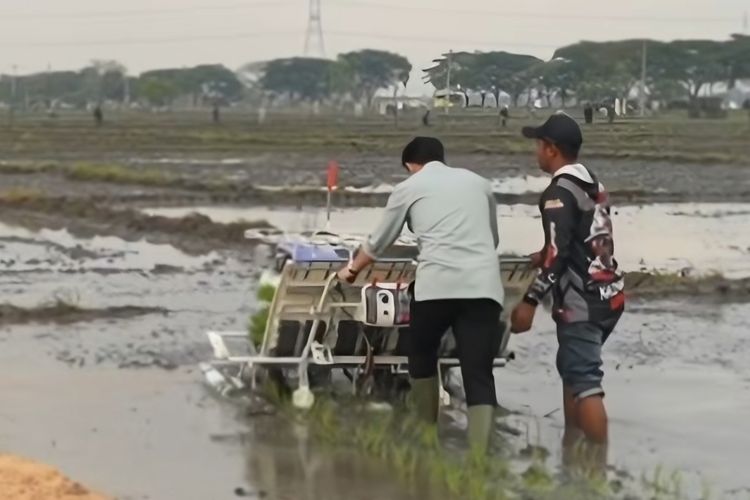 Viral: Wapres Gibran Mencoba Alat Tanam Padi di Ngawi, Hasilnya Unik, Netizen Ketawa