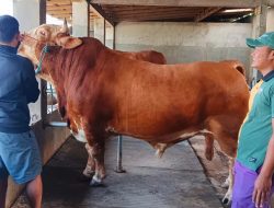 Berat Lebih dari 1,1 Ton: Harga Sapi Kurban Presiden Prabowo Revealed Berat Lebih dari 1,1 Ton: Harga Sapi Kurban Presiden Prabowo Revealed