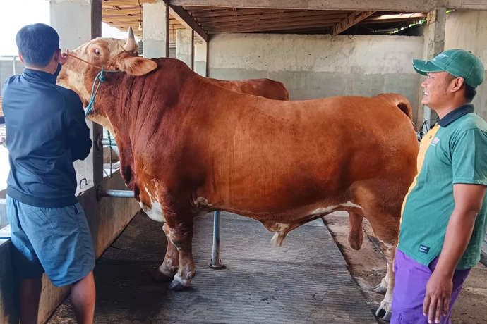 Berat Lebih dari 1,1 Ton: Harga Sapi Kurban Presiden Prabowo Revealed
