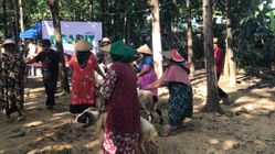 Peternak Domba Majalengka Luncurkan Ngarit Award Untuk Dorong Penjualan Hewan Kurban