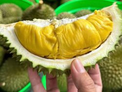 How to Select Naturally Ripe & Chemical-Free Durians: Expert Tips How to Select Naturally Ripe & Chemical-Free Durians: Expert Tips