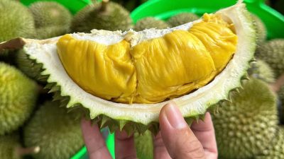 How to Select Naturally Ripe & Chemical-Free Durians: Expert Tips