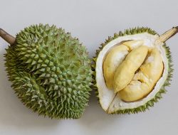 Is Durian the Liver’s New Best Friend—or Its Worst Enemy? Is Durian the Liver’s New Best Friend—or Its Worst Enemy?
