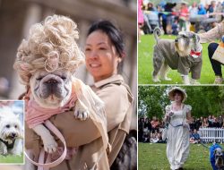 From Regency Dukes to Pups on a Parade: Heartwarming Pics Show Britain’s Most Stylish Dogs