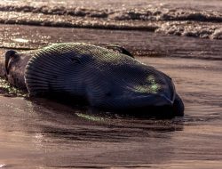 Public Urged to Keep Distance as Whale Washes Ashore