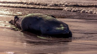Public Urged to Keep Distance as Whale Washes Ashore