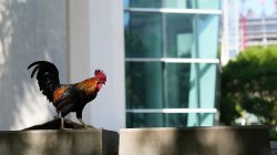 Rooster Reign: Roaming Rulers of Miami’s Streets