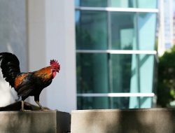 Rooster Reign: Roaming Rulers of Miami’s Streets