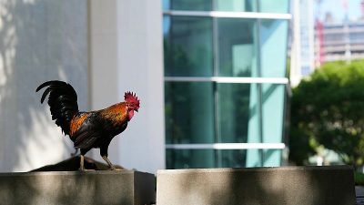 Rooster Reign: Roaming Rulers of Miami’s Streets