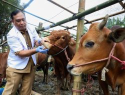 Tips Cerdas Memilih Hewan Kurban Sehat dari DKPP Surabaya: Fokus pada Nafsu Makan dan Bentuk Badan