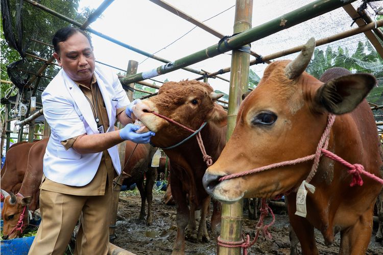 Tips Cerdas Memilih Hewan Kurban Sehat dari DKPP Surabaya: Fokus pada Nafsu Makan dan Bentuk Badan