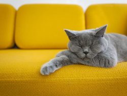 5 Tips Ampuh Hapus Bulu Kucing di Sofa, Coba Satu kali dan Bersih!