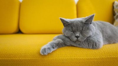 5 Tips Ampuh Hapus Bulu Kucing di Sofa, Coba Satu kali dan Bersih!