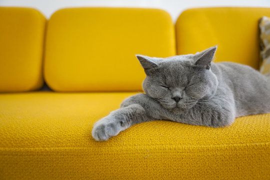 5 Tips Ampuh Hapus Bulu Kucing di Sofa, Coba Satu kali dan Bersih!