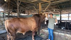 YP Farm Kembali Terpilih Menyediakan Sapi Kurban untuk Presiden Prabowo Subianto, dikirim ke Tebing Tinggi